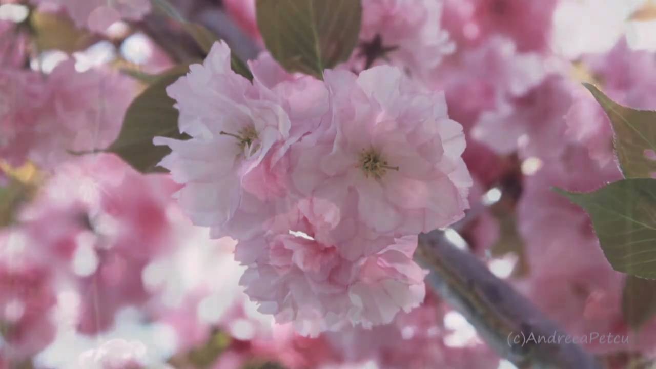 lastikli çarşaf Splendors Of Spring