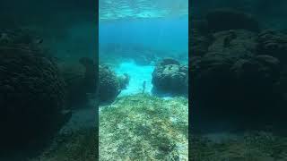 Mive Barracuda- Wait Till The End