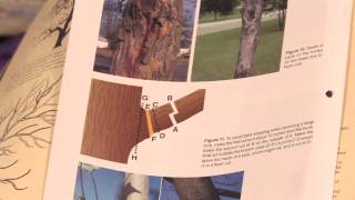 Gardening: Pruning : How to Prune Dwarf Fruit Trees