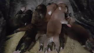 Japanese Akita newborn puppies having their breakfast