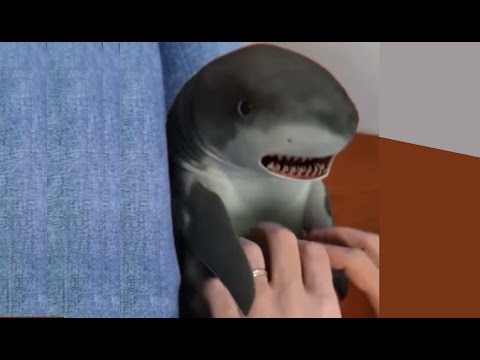 Surprised Baby Shark | Doovi