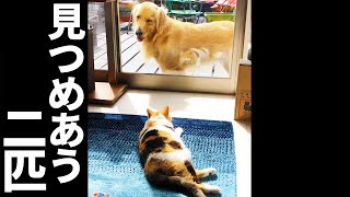 ガラス越しに見つめあう三毛猫とレトリバー