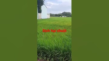 Dịch hại chuột cắn phá lúa