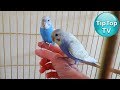 КАК ПРИРУЧИТЬ ПОПУГАЯ ❤️РОКИ И РИКО🐥🐥УЖАСЫ ЗООМАГАЗИНА ПОКУПКИ И ЦЕНЫ❤️ТИП ТОП ТВ