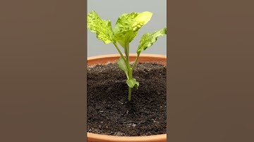 Growing Eggplants From Seeds/Time Lapse/#shorts #viral #shortsvideo #youtubeshorts