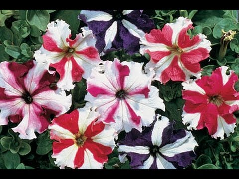 Video: Growing And Using Petunias In Design