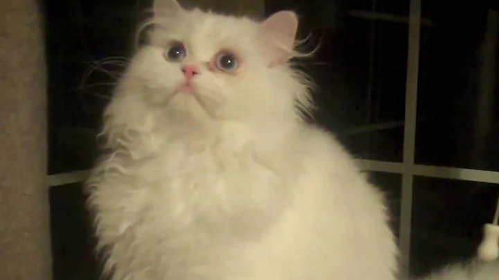 Watch the video about Paz4PlayCattery.com Champion White Persian Male with Blue Eyes