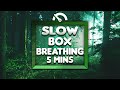 Guided box breathing slow counts  5 minutes