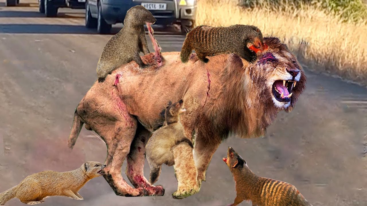 Incredible! See How Tiny Mongoose Defeat King Lion- How to Survive ...