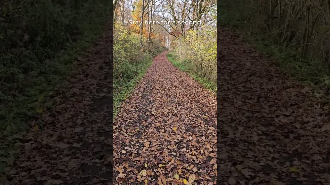 POV: Quiet Walk in a German Forest | ASMR