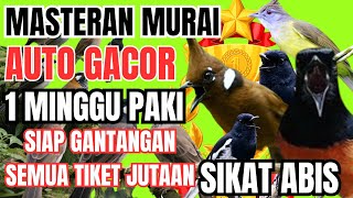 Masteran Murai Batu Juara Cililin, Kapas Tembak, Sogok Ontong, Serindit, Cucak Jenggot, Kenari.Lain²