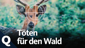 Welche Tiere darf man in Deutschland jagen?