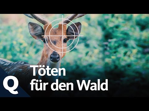 Jagd auf Wildtiere, um den Wald zu retten? | Quarks