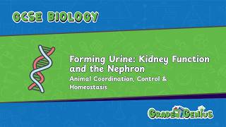 GCSE Biology Forming Urine Kidney Function and the Nephron Explained Worked Examples