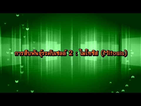 การสืบพันธุ์ระดับเซลล์ 2 วัฏจักรเซลล์; division phase; mitosis วิทยาศาสตร์ ม.4-6 (ชีววิทยา)