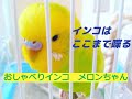 【セキセイインコ】インコはここまで喋る おしゃべりインコメロンちゃん インコおしゃべり