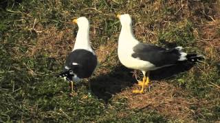 Lesser Black-backed Gull Green G-YABJ - 20160411