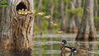 Wood Duck’s 70 Day Journey From Egg to Fearless First Leap