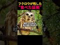 フクロウが残した“食べた証拠”