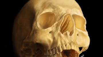 Color skull painting on the iPad Pro with Procreate