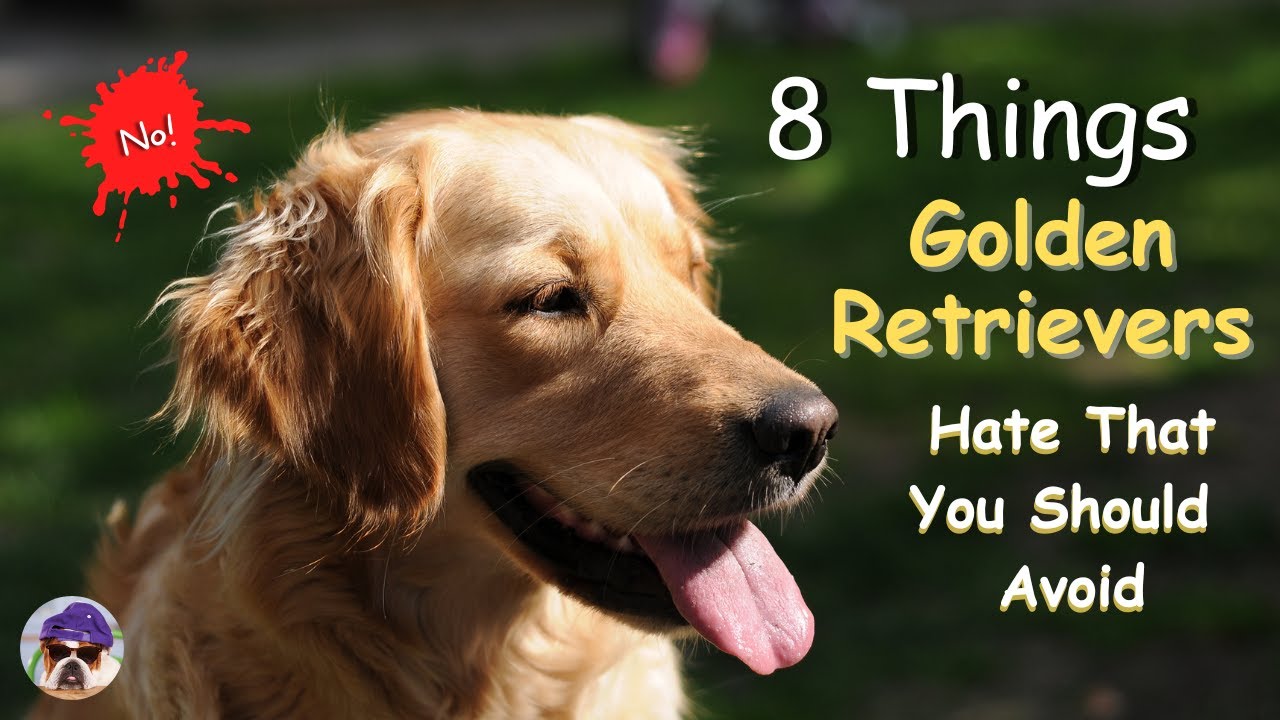 8 Things Golden Retrievers Hate That You Should Avoid YouTube