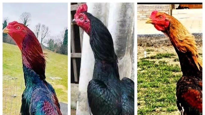 Mushuk va katta kokrak fotosurati