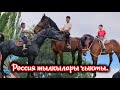 Россия жылкылары чыкты👆