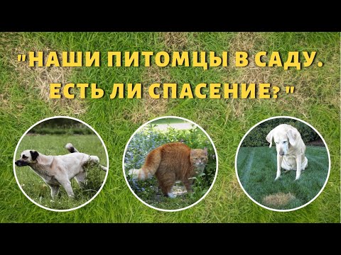 Видео: Собачья моча убивает газон: как защитить траву от собачьей мочи
