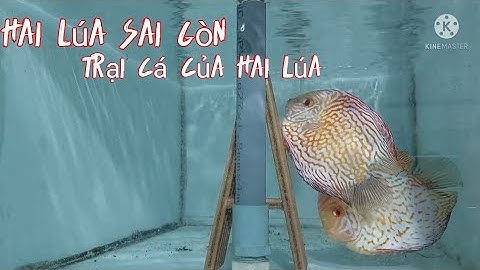 Cùng xem quá trình cá đĩa đẻ trứng và phối giống.