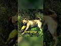 Dieser Hund war so traumatisiert, dass er nachts Albträume hatte! 😔