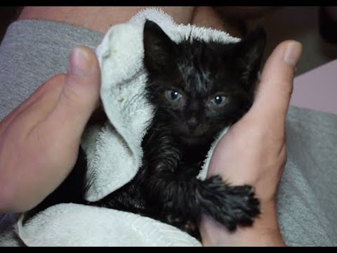 Βίντεο: Πώς να πλένετε ένα γατάκι