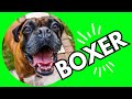 Boxer Dog - You're Going to Be Knocked Out - Dogs 101