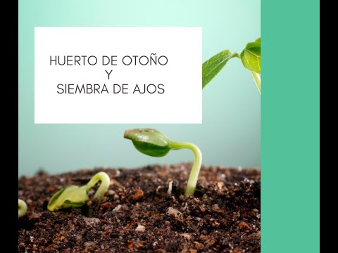 Video: Plantar Ajo En Otoño: Matices Importantes