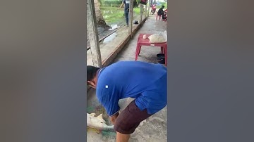 Vlogs 19 Những pha lên cá tra, chim tại hồ câu Vườn Dừa ấp Ngã Tư, xã Nhuận Đức, huyện Củ Chi, HCM