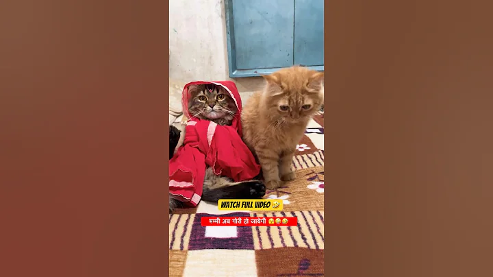 Watch the video about Mummy Ab Gori Ho Jayegi 😂🤔🫣 #shorts #youtubeshorts #funny #comedy #catshorts #cat #persiancat