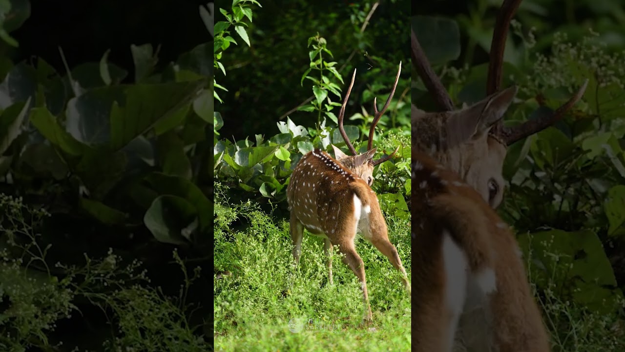Deer Playing – Graceful Frolics in the Wild 🦌🌿 | Neel Sarkhedi