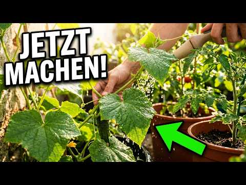36 Grad im Garten: So schützt du Gurken und Tomaten vor Hitzestress