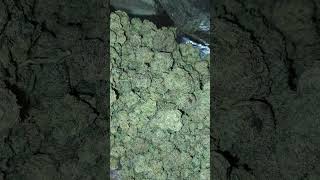 stuffed cherry Gelato (lemon cherry gelato x stuffed French toast #13)