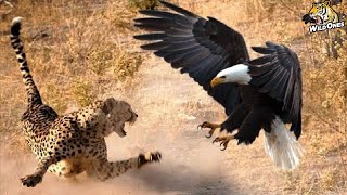 Eagles Hunt Their Prey Without Mercy