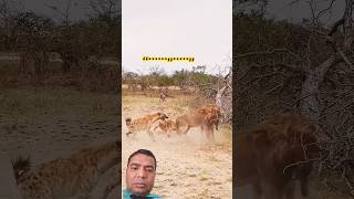 Lion 🦁 Attack #viral #lion #animals #wildlife #shorts #shortvideo #trending#ytshorts #fyp#viralshort