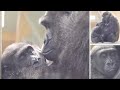 眠る子ゴリラを抱きしめ、可愛い寝顔にキスする母ゲンキ⭐️Gorilla【京都市動物園】It&#39;s like Genki is kissing her cute son&#39;s sleeping face