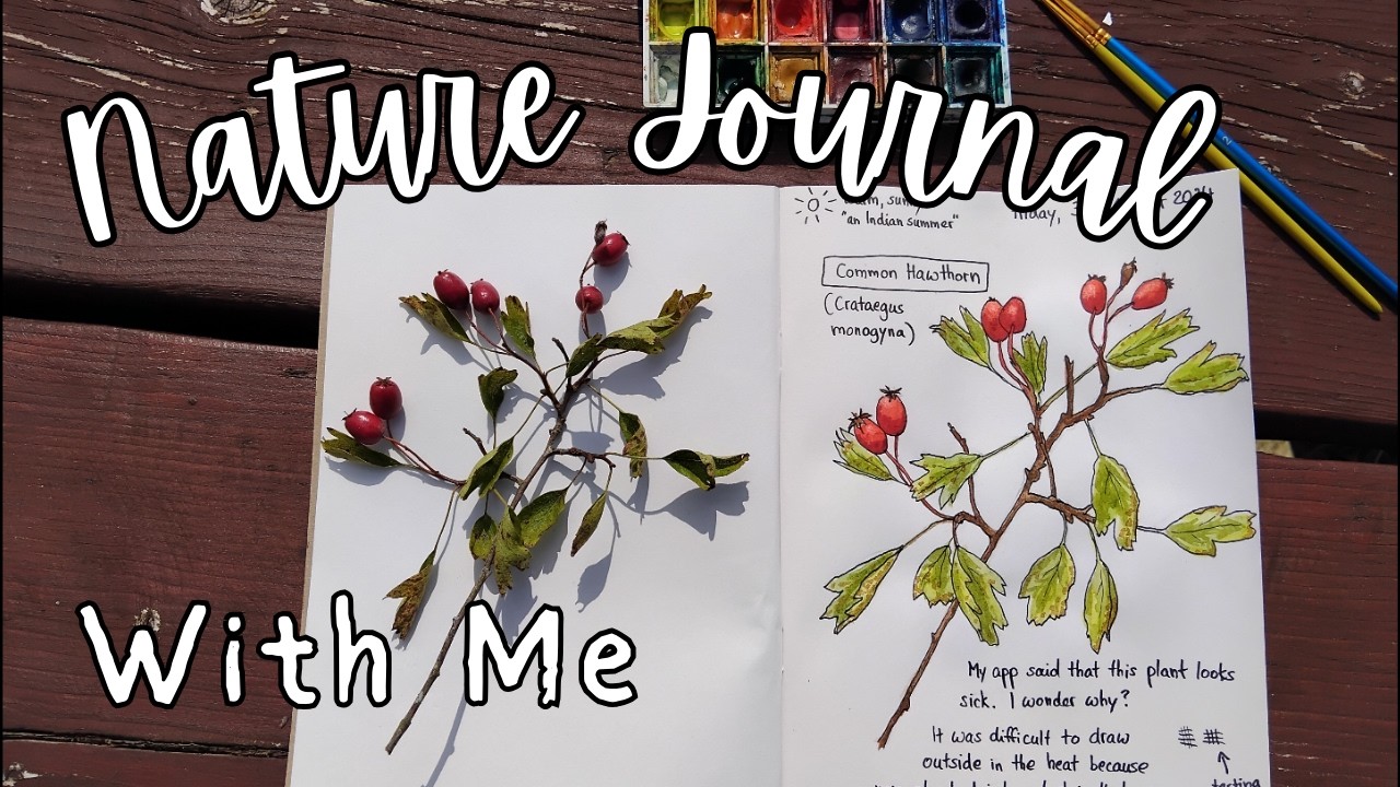 🌿 Nature Journalling for Beginners │ Nature Study With Me │ From Summer to Autumn 🌻
