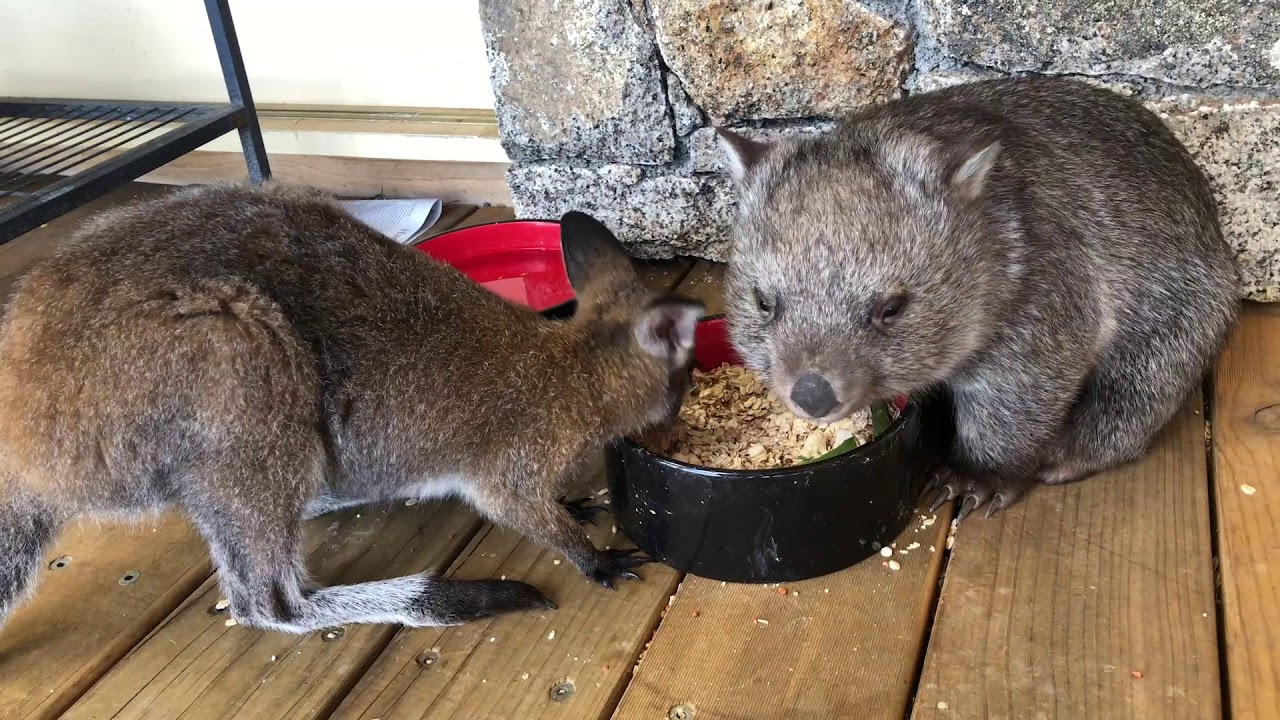 Wallaby and Wombat Share Food Bowl YouTube