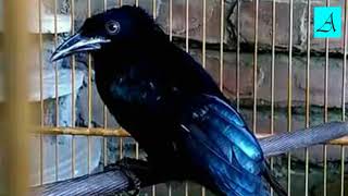 Langsung nyaut!!! Masteran Burung Srigunting super efektif bikin Burung Srigunting gacor dan ngeplon