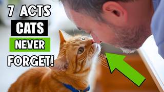 7 Tindakan Kasih Sayang yang Diam-diam Diharapkan Kucing Anda Akan Anda Lakukan Sepanjang Hidupnya