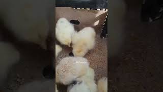 Жўжа… Абдуллоҳ домла #abdullohdomla #ilmnuri #shorts