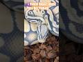 #animals #foryou #page #foryoupage #shortsvideo #shorts #agresive #snake #python #dc #viral #bayan