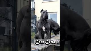 Most Dangerous breeds Dogs #shepherd #dog #rottweiler #pitbull #viral #animals #belgianshepard