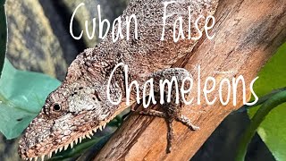 Species Spotlight Cuban False Chameleons