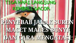 Penyebab jalak suren macet bunyi dan cara mengatasinya